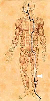 ST36 . Zu San Li