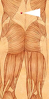 BL21 . Wei Shu